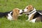 Beagle puppies playing