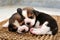 Beagle puppies sleeping