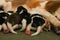 Beagle puppies suckling milk