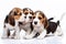 Beagle puppies on white background