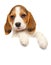 Beagle puppy above banner on a white background