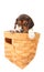 Beagle puppy in a basket