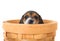 Beagle puppy in a basket