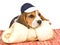 Beagle puppy with blue cap and huge bone