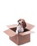 Beagle puppy in box