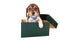 Beagle puppy in a box