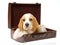 Beagle puppy in brown suitcase
