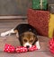 Beagle puppy with christmas gift