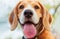 Beagle puppy close-up shoot: My real friend portrait