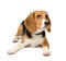 Beagle puppy dog isolated on a white background