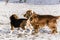 Beagle puppy and english cocker spaniel