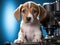 Beagle puppy examining microscope with camera settings