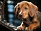 Beagle puppy examining microscope with camera settings