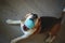 Beagle puppy gnaws a blue ball. selective focus, blur