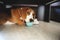 Beagle puppy gnaws a blue ball. selective focus, blur