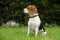 Beagle puppy on grass