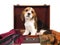 Beagle puppy inside brown suitcase