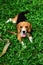 Beagle puppy laying down on the cool grass in spring looking at the camera.