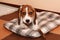 Beagle puppy lying on a dog bedding