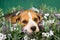 Beagle puppy lying in field of lavender