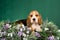 Beagle puppy lying in field of lavender