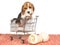 Beagle puppy in mini shopping cart