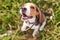 Beagle puppy, mouth open, Bouncing on the grass, selective focus