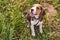 Beagle puppy, mouth open, sitting on the grass
