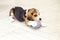 Beagle puppy nibbles a ball at home. Lifestyle. Indoor