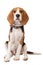 Beagle puppy over white background