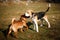 Beagle puppy playing