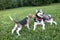 Beagle puppy playing with a dog breed husky in the city Park