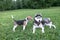 Beagle puppy playing with a dog breed husky in the city Park