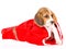 Beagle puppy in red christmas gift bag