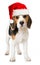 Beagle puppy with red santa hat