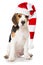 Beagle puppy with red santa hat