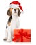 Beagle puppy with red santa hat and a christmas gift