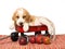 Beagle puppy in red wagon with apples
