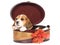 Beagle puppy in round gift box