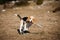 Beagle puppy running