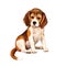 Beagle puppy siting over white