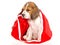 Beagle puppy sitting inside red christmas bag