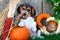Beagle puppy sitting with a pumpkin, gourds, and other Autumn decorations