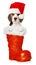 Beagle puppy sitting in a santa boot