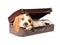 Beagle puppy sleeping in brown suitcase