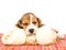 Beagle puppy sleeping on huge bone