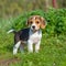 Beagle puppy standing on the green meadow in a summer green field. Portrait of a cute Beagle pup standing on the grass with a