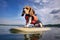 a beagle puppy on a surfboard with a safety vest, floating on calm waters