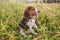 Beagle puppy, tongue out, sitting in the grass