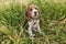 Beagle puppy, tongue out, sitting on the grass